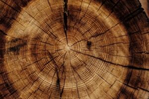How do you calculate the age of a tree