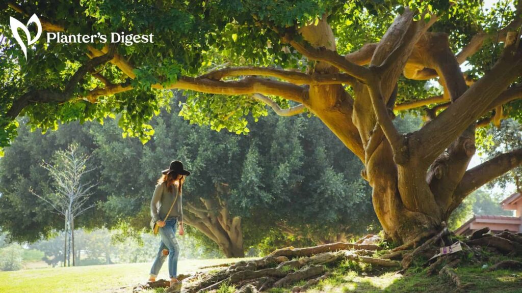 How long do trees live