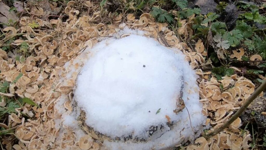 How to Kill a Tree with Salt