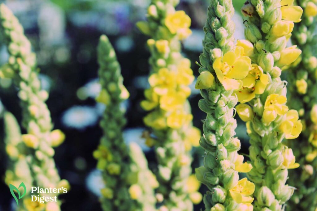 Identifying Mullein and Its 3 Look-Alikes