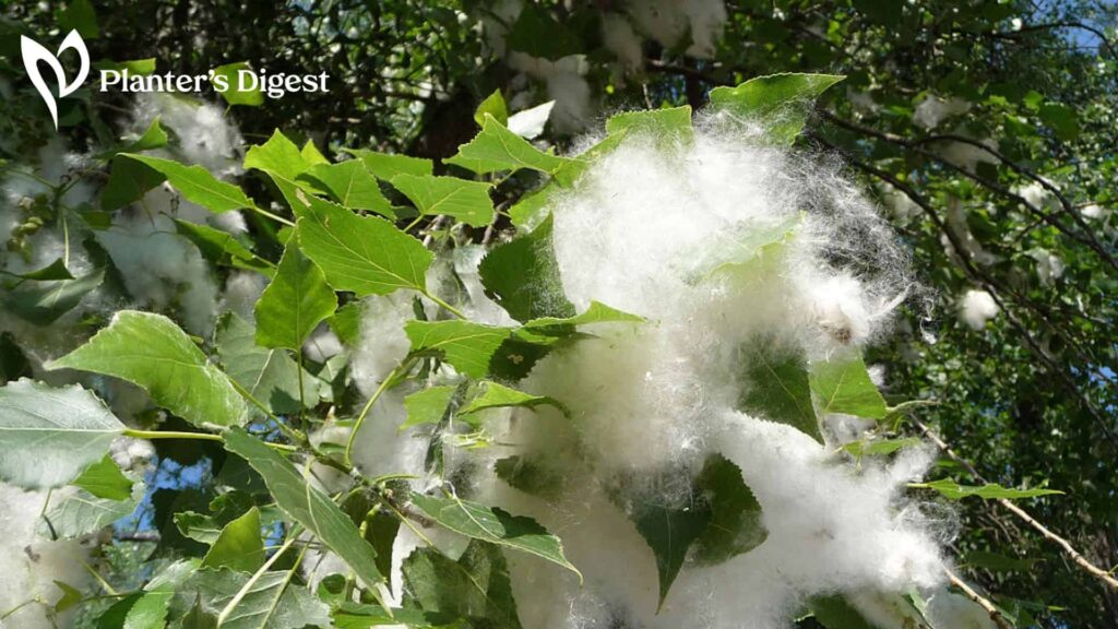 The Best Ways to Kill Cottonwood Trees
