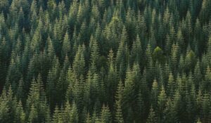 What’s the life expectancy of different tree species