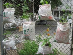 Empty Rice Bag