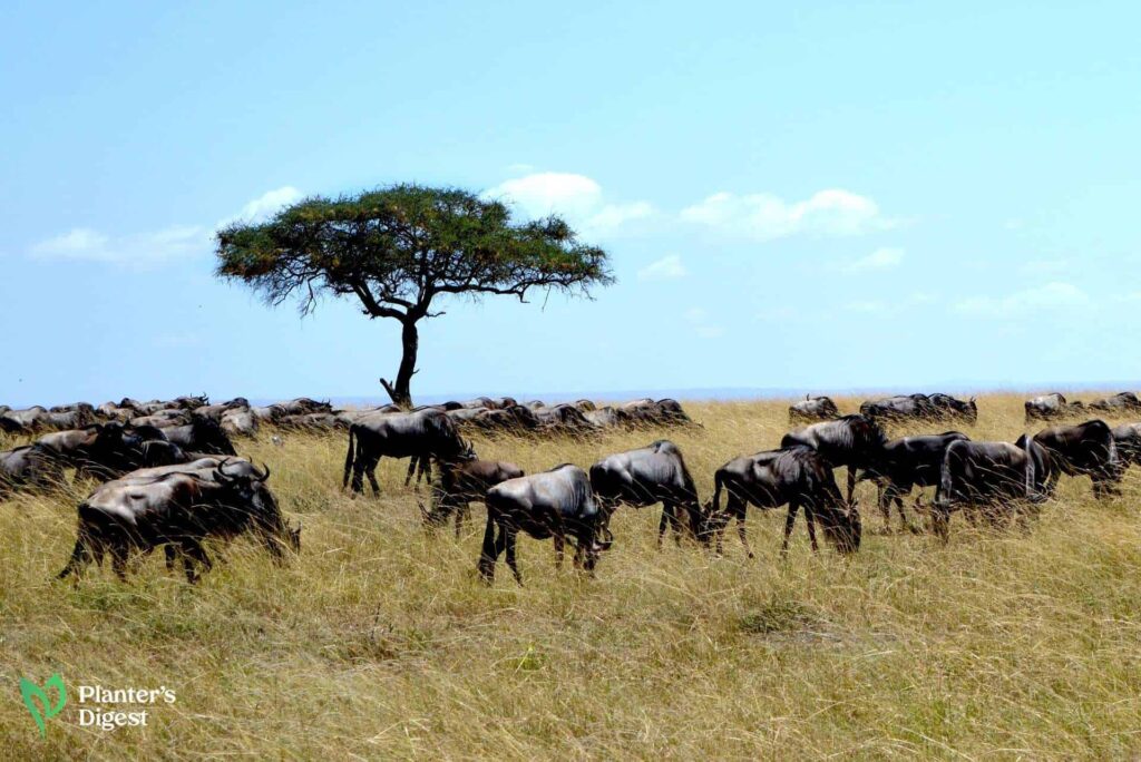 16 Plants that Grow in Savannas