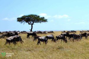 16 Plants that Grow in Savannas