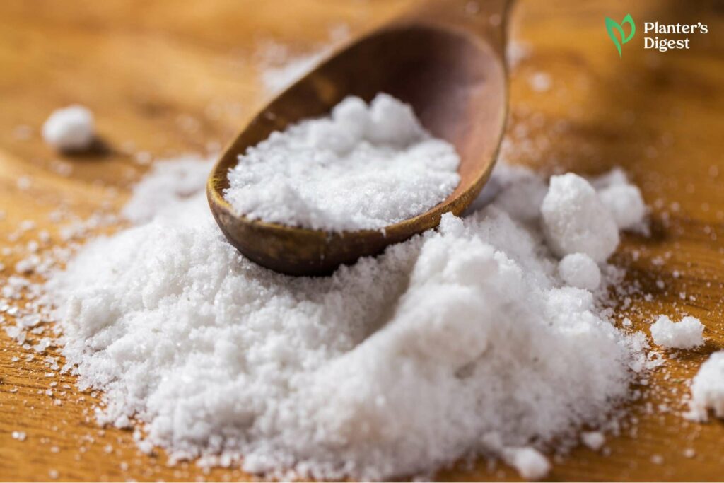 4 Effective Ways to Use Baking Soda on Tomato Plants