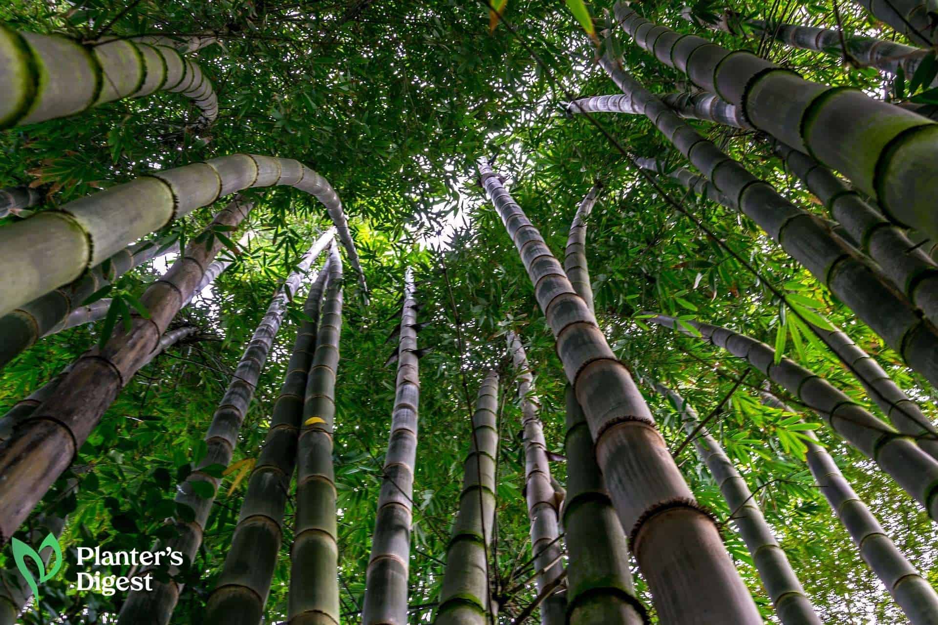 An Easy Guide to Killing Bamboo with Roundup