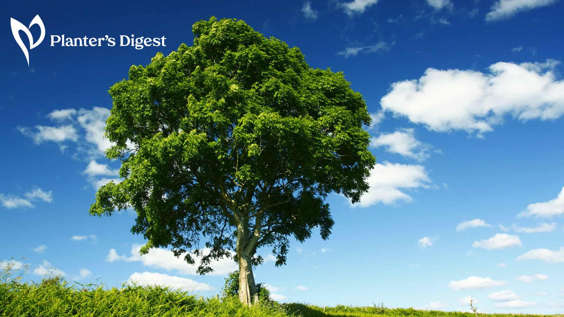 Best Ways To Kill Ash Trees