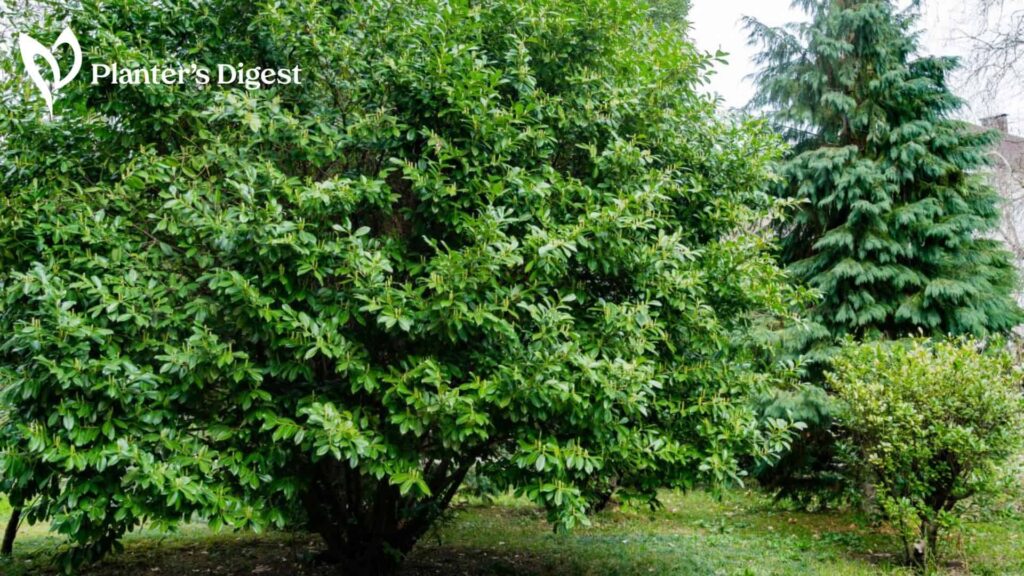 Best Ways To Kill Laurels