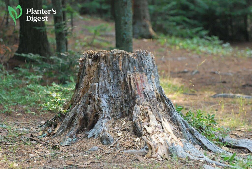 Best Ways to Remove Palm Tree Stumps