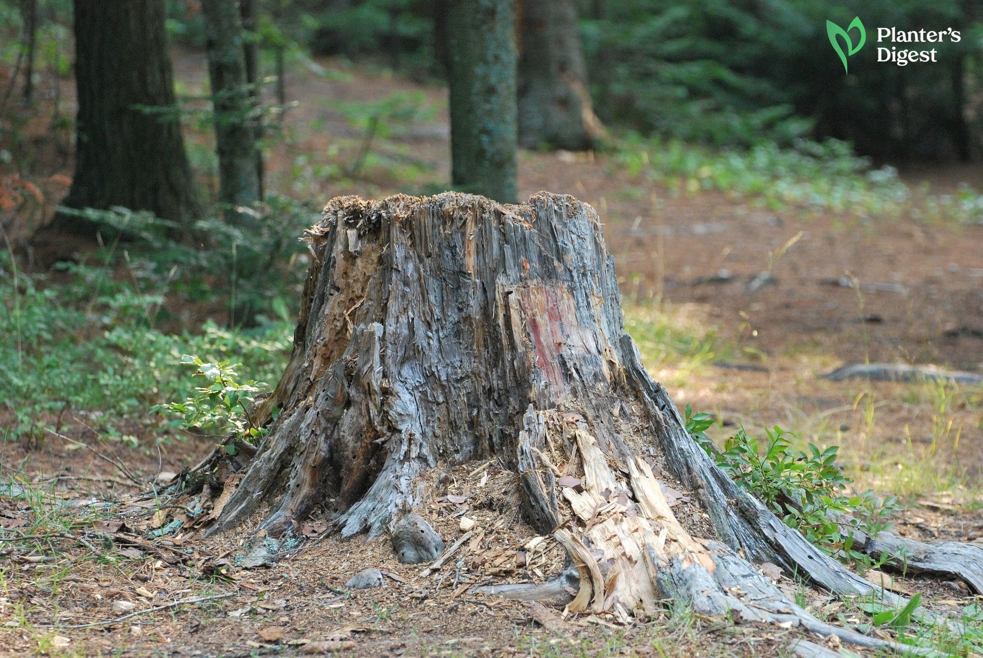 Calculating the Weight of a Tree Stump