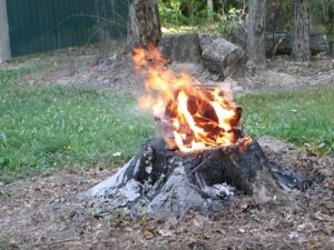 Cutting the Tree Down Burning the Stump