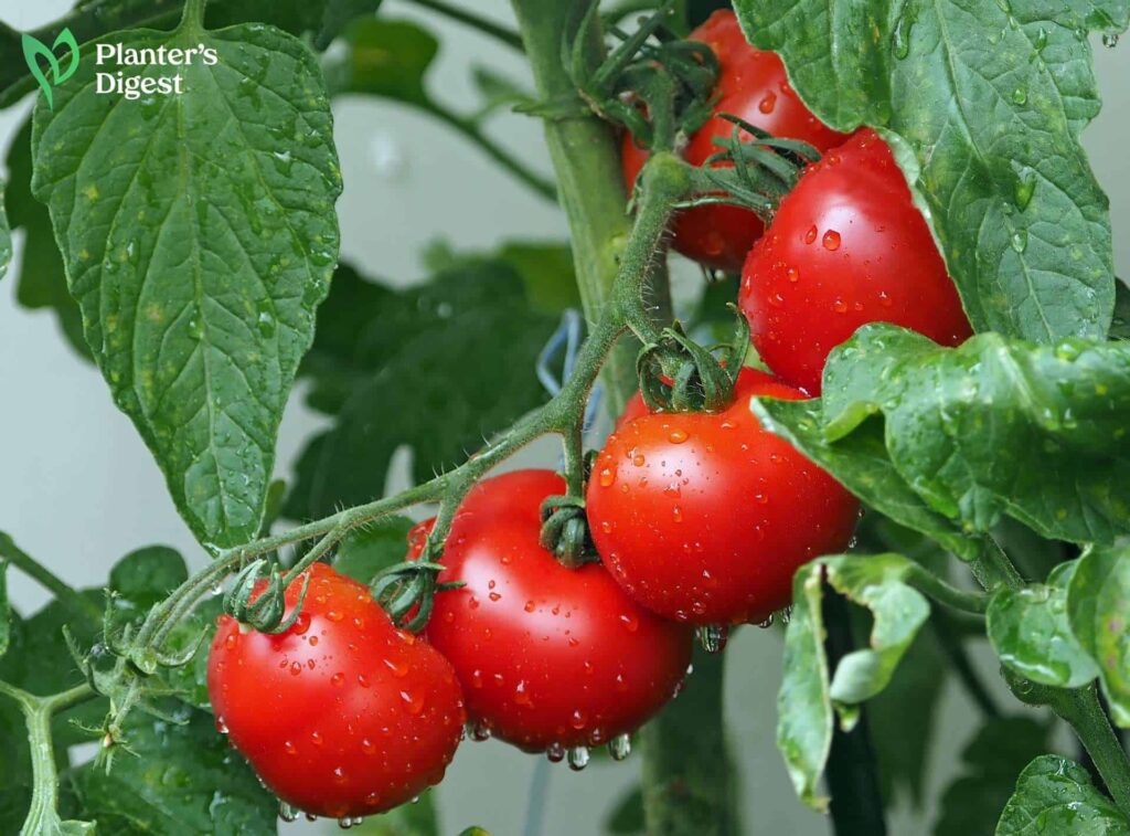 How to Bring Black Tomato Leaves Back to Life