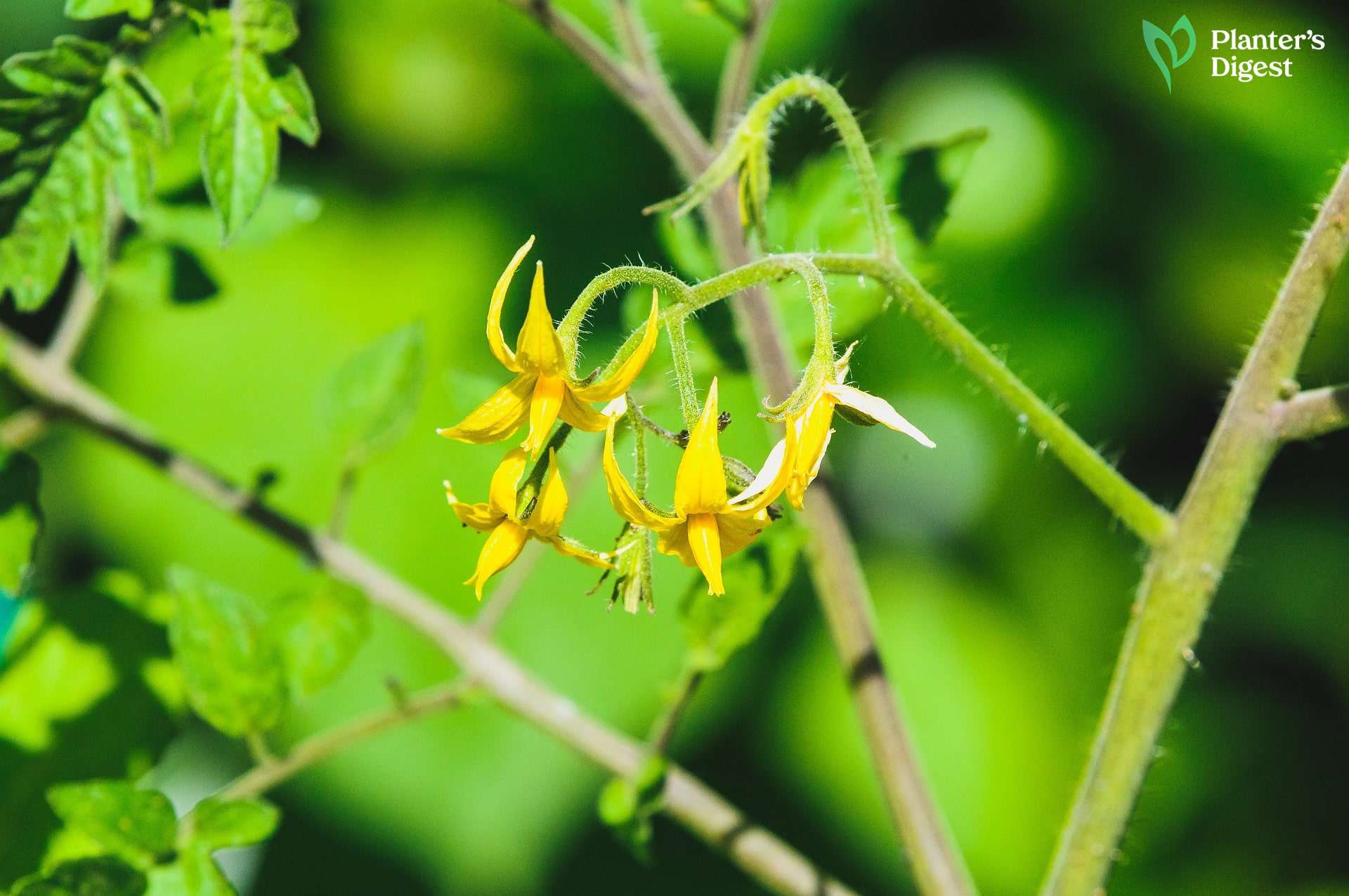 How to Fix Tomato Plants That are not Flowering