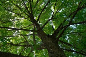 How to Kill Ash Trees