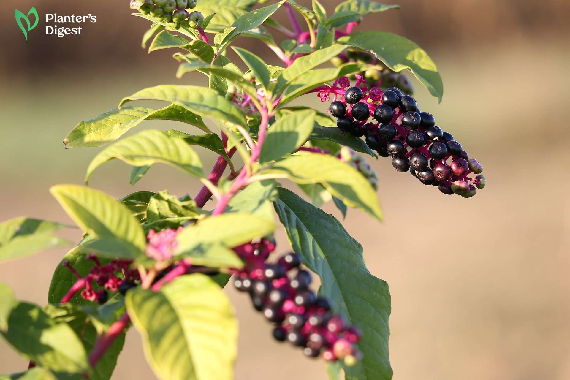 Identifying Pokeweeds and Pokeweed Look-Alikes