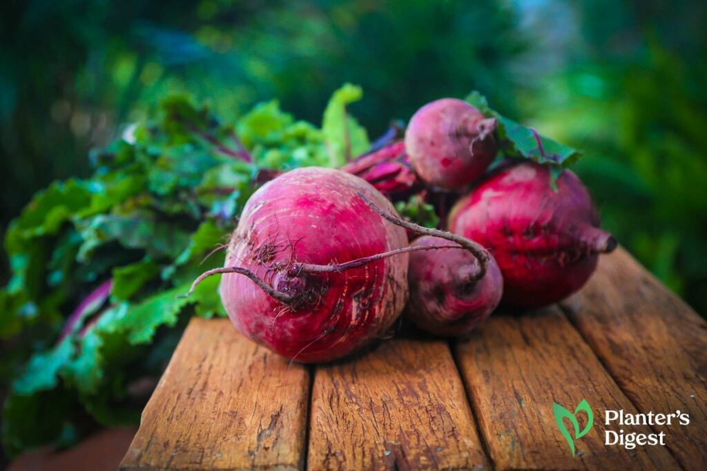 Is Beet a Fruit or Vegetable Everything You Should Know