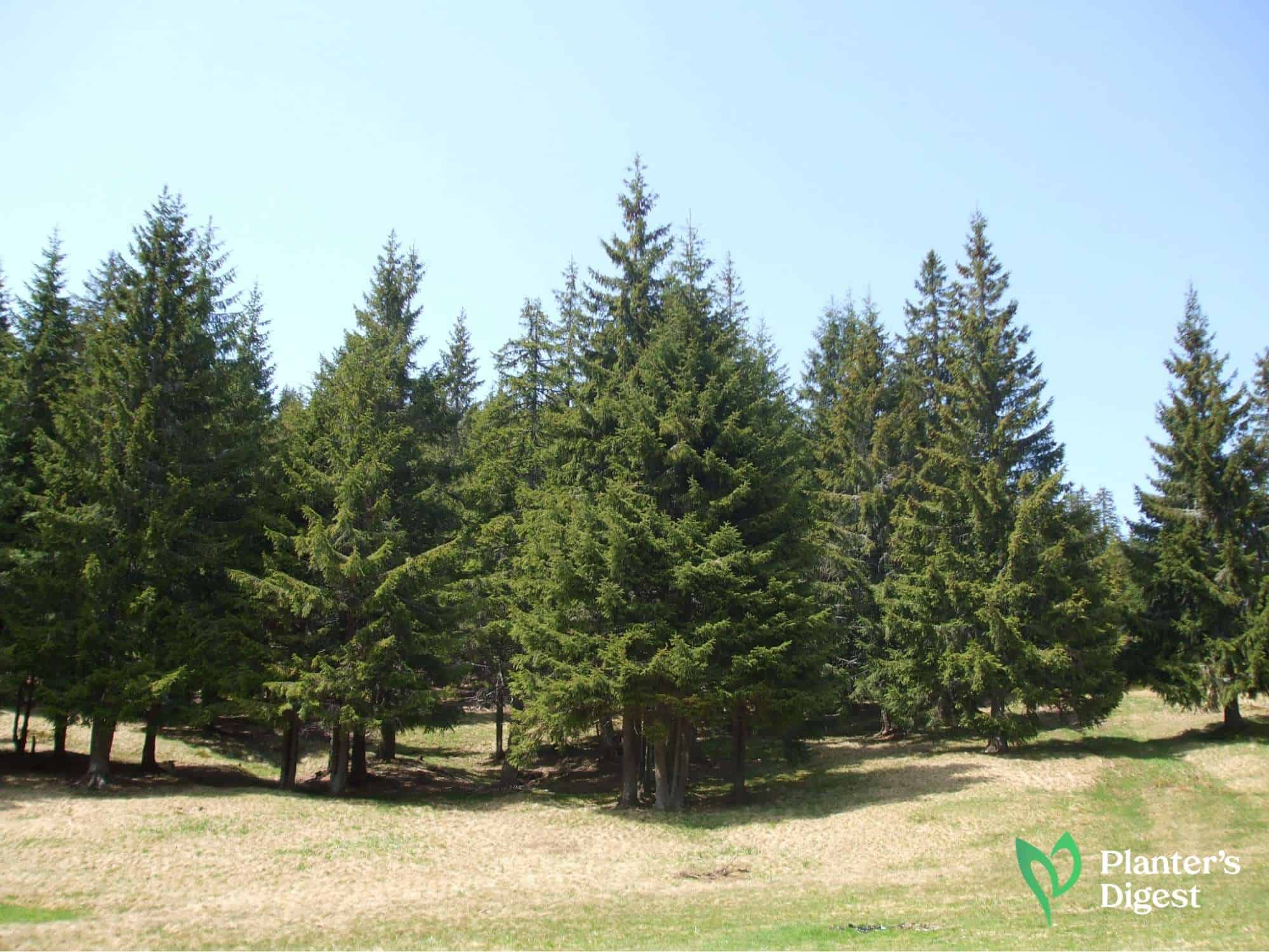 More than Christmas Trees: Leyland Cypress as Firewood