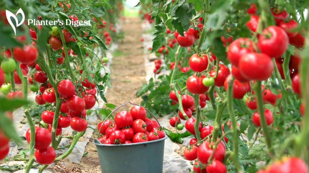Proper Tomato Plant Spacing For Maximum Yields