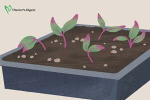 Sow the beets in a tray