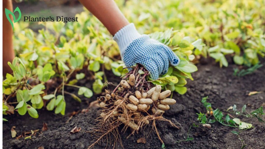 The Best and Worst Peanut Companion Plants