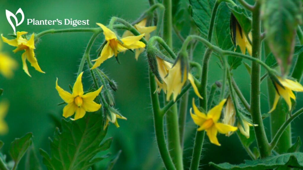 Tomato Blossoms But No Fruit Here's What You Should Know