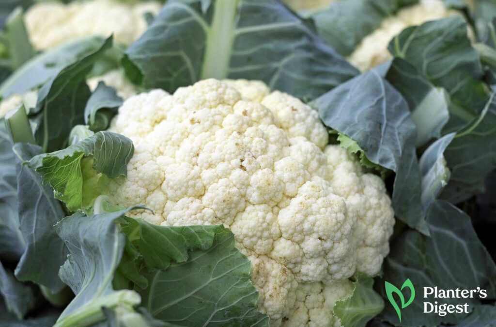 Unearthing the Humble Cauliflower