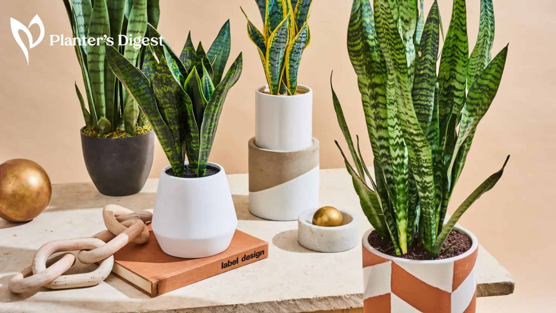 Where to Place A Snake Plant in Feng Shui