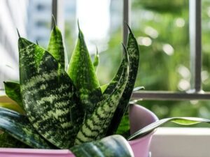 Where to Place Snake Plant According to Feng Shui