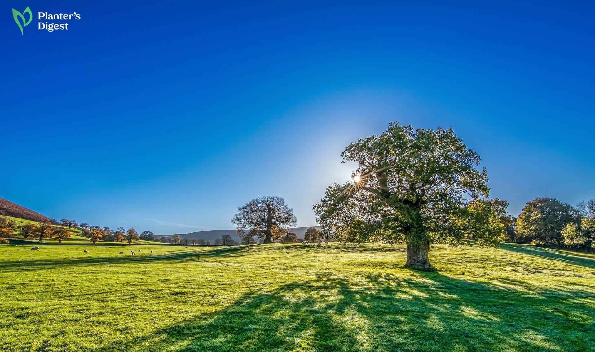 Why Trees Love Summer