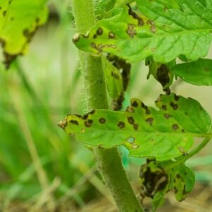tomato leaves turn black