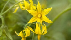 tomato plants produce flowers