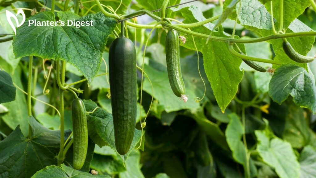 Everything To Know About Burpless Cucumbers