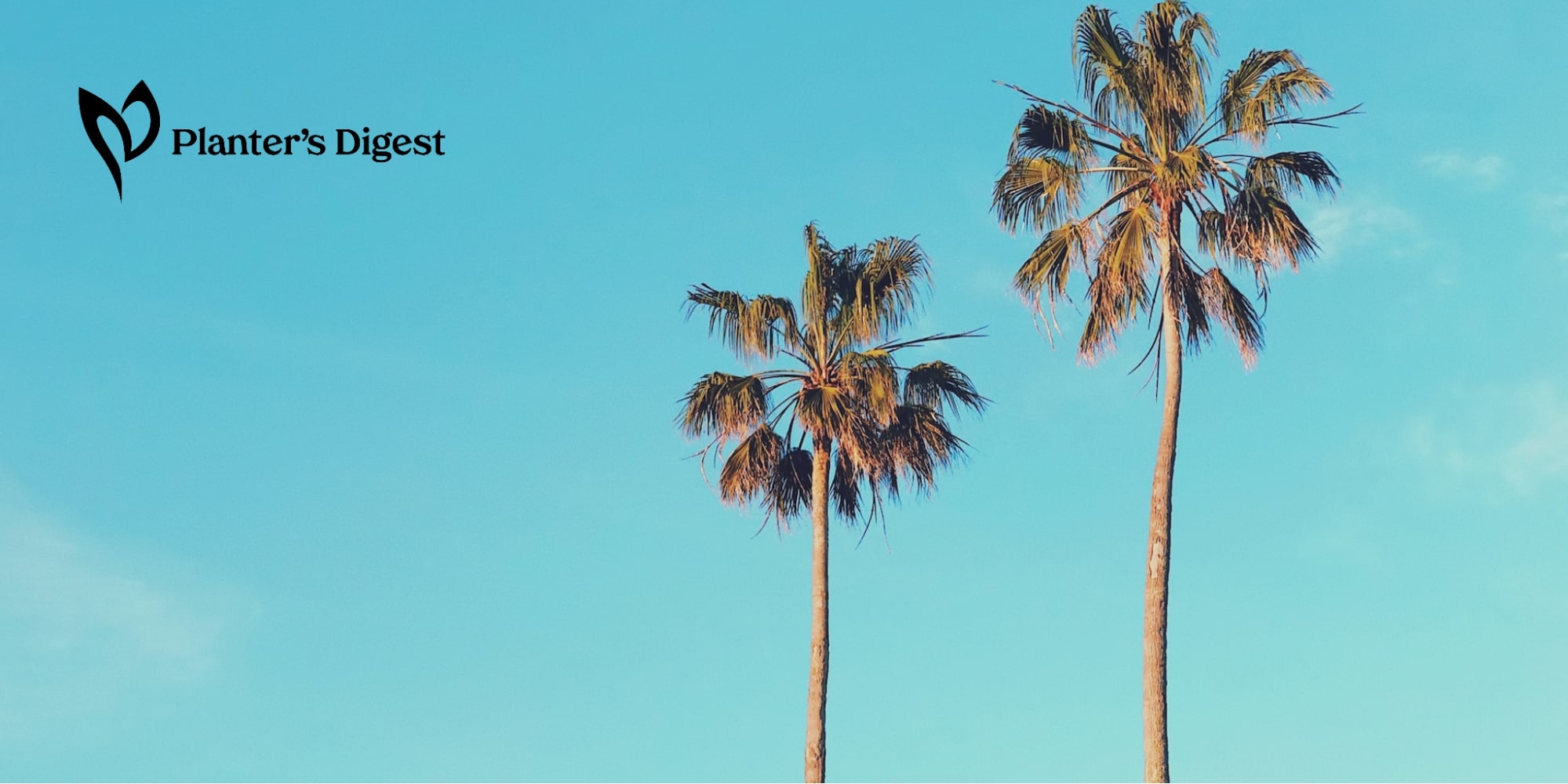 How To Kill A Palm Tree