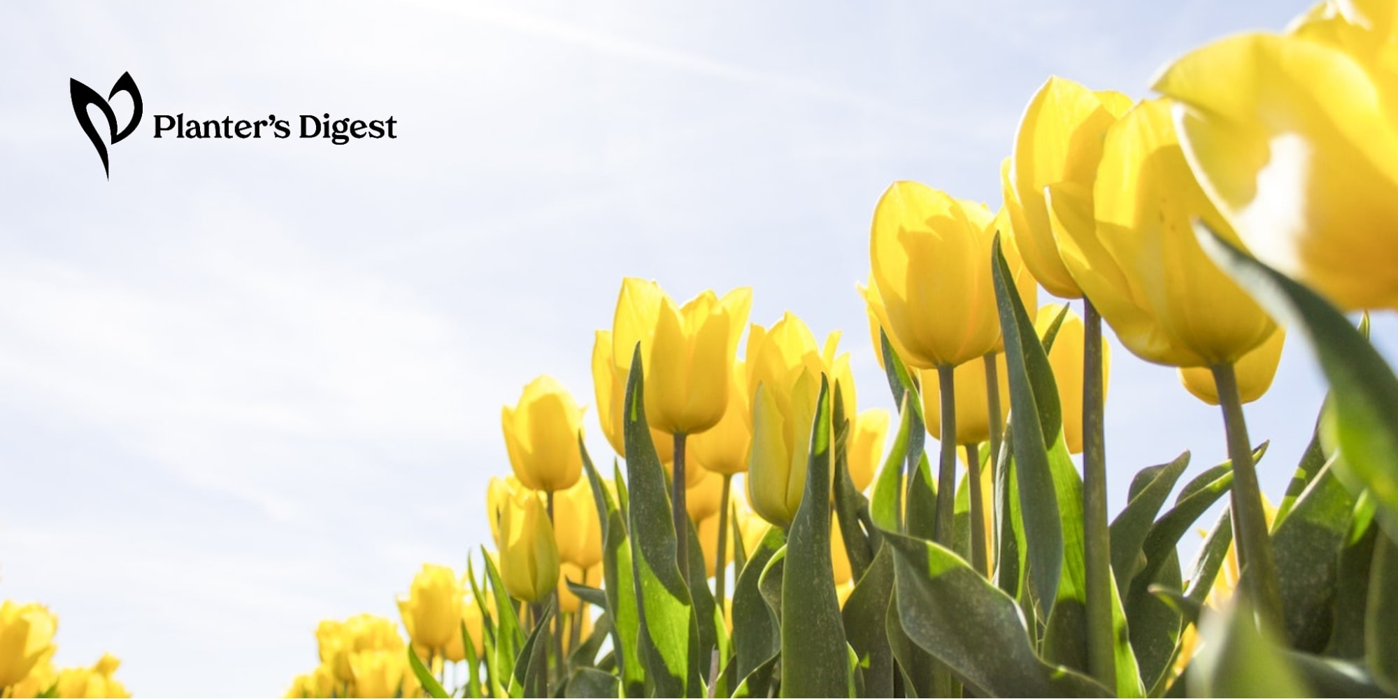 How to Plant Tulip Bulbs