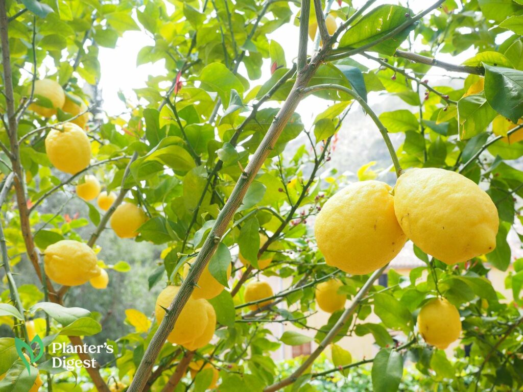 Lemon Tree Growth Stages
