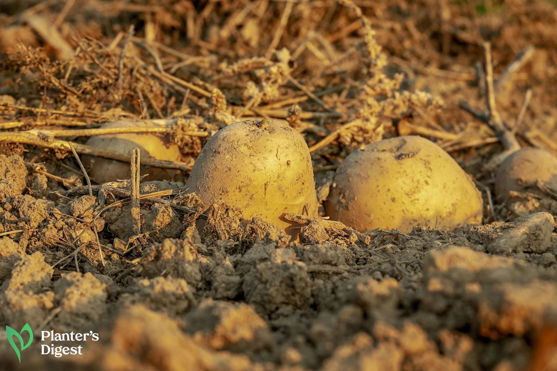 Planting Potatoes