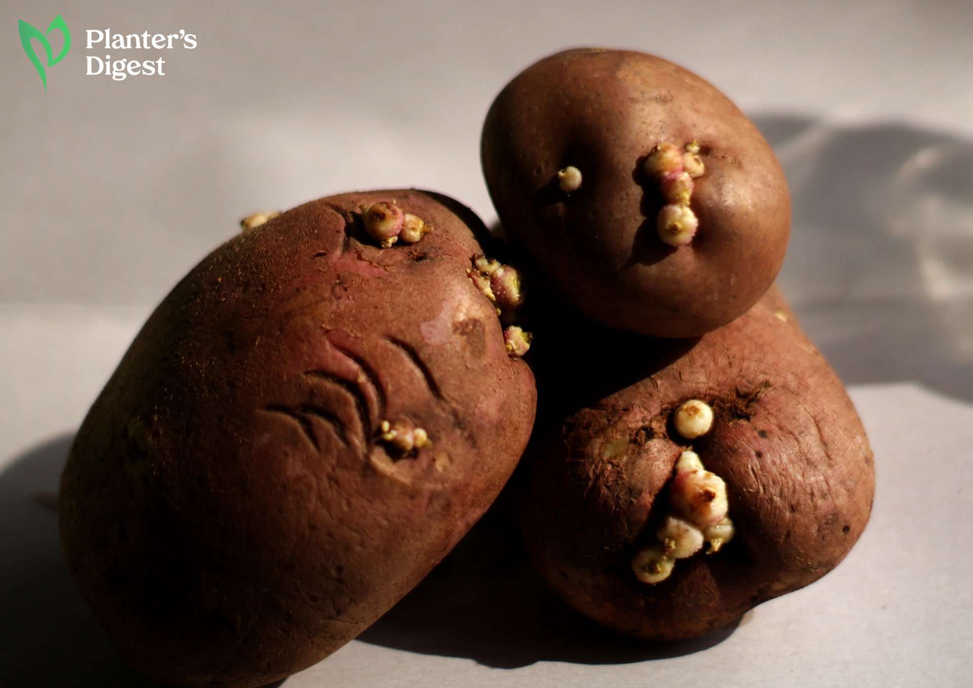 Planting Sprouted Potatoes