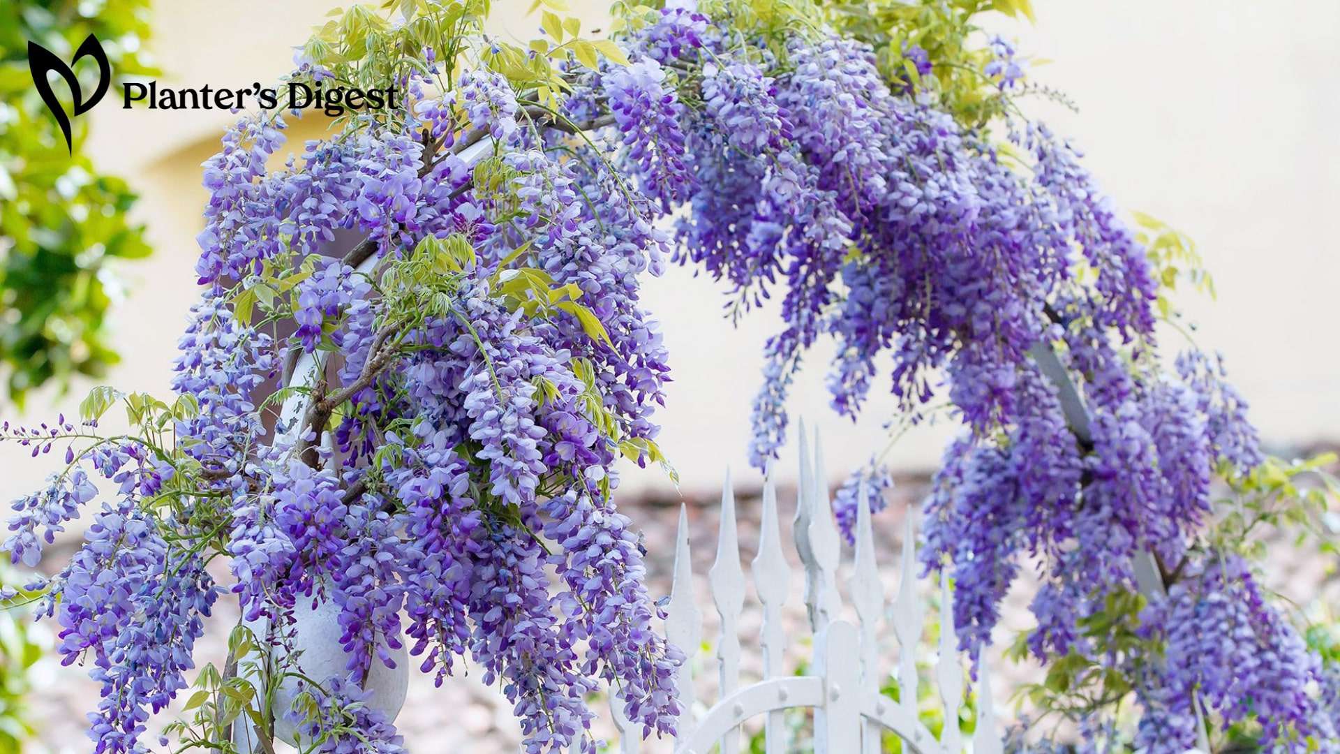 Purple Flowered Vines and Climbing Plants For Your Garden