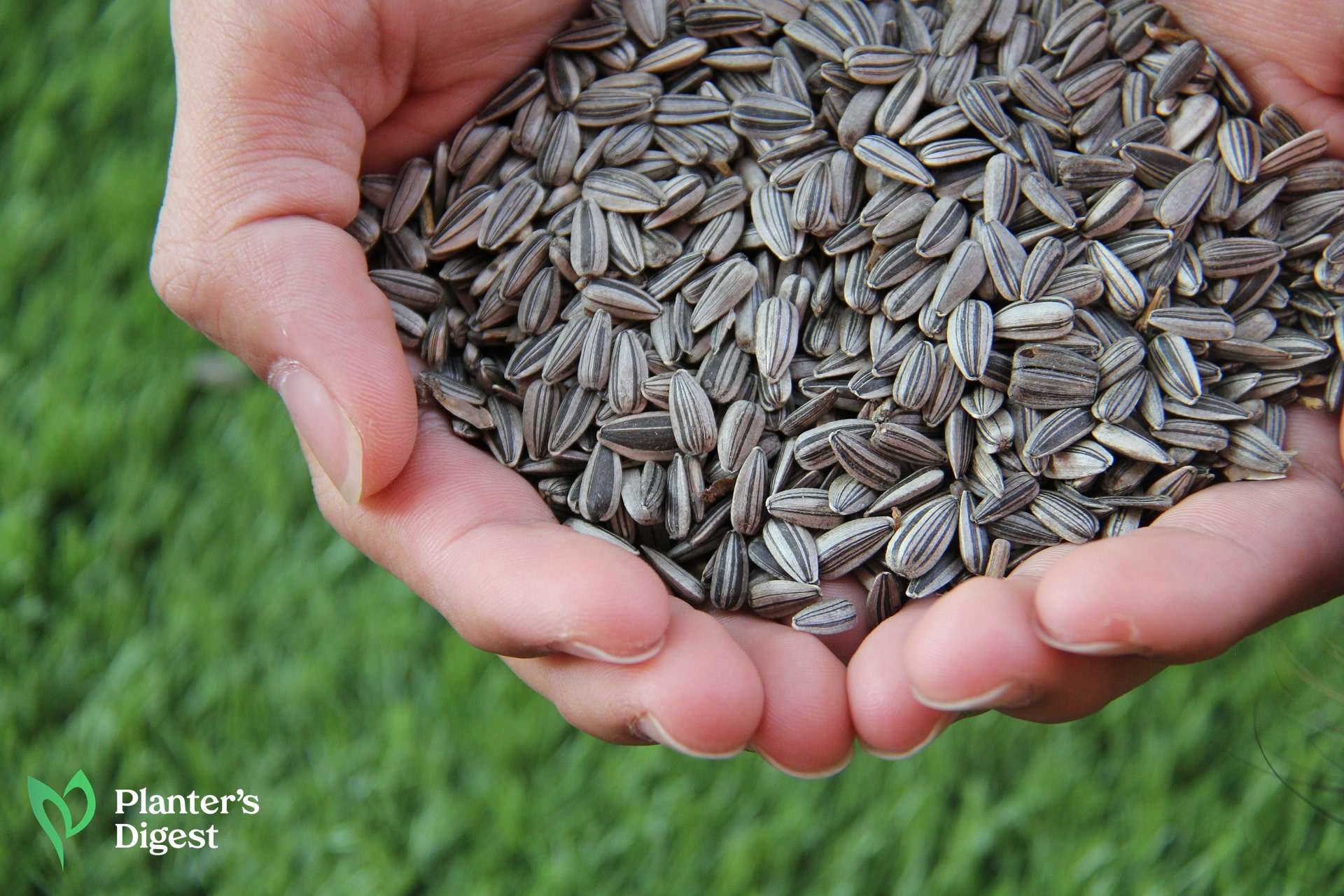 Sunflower Seed Germination