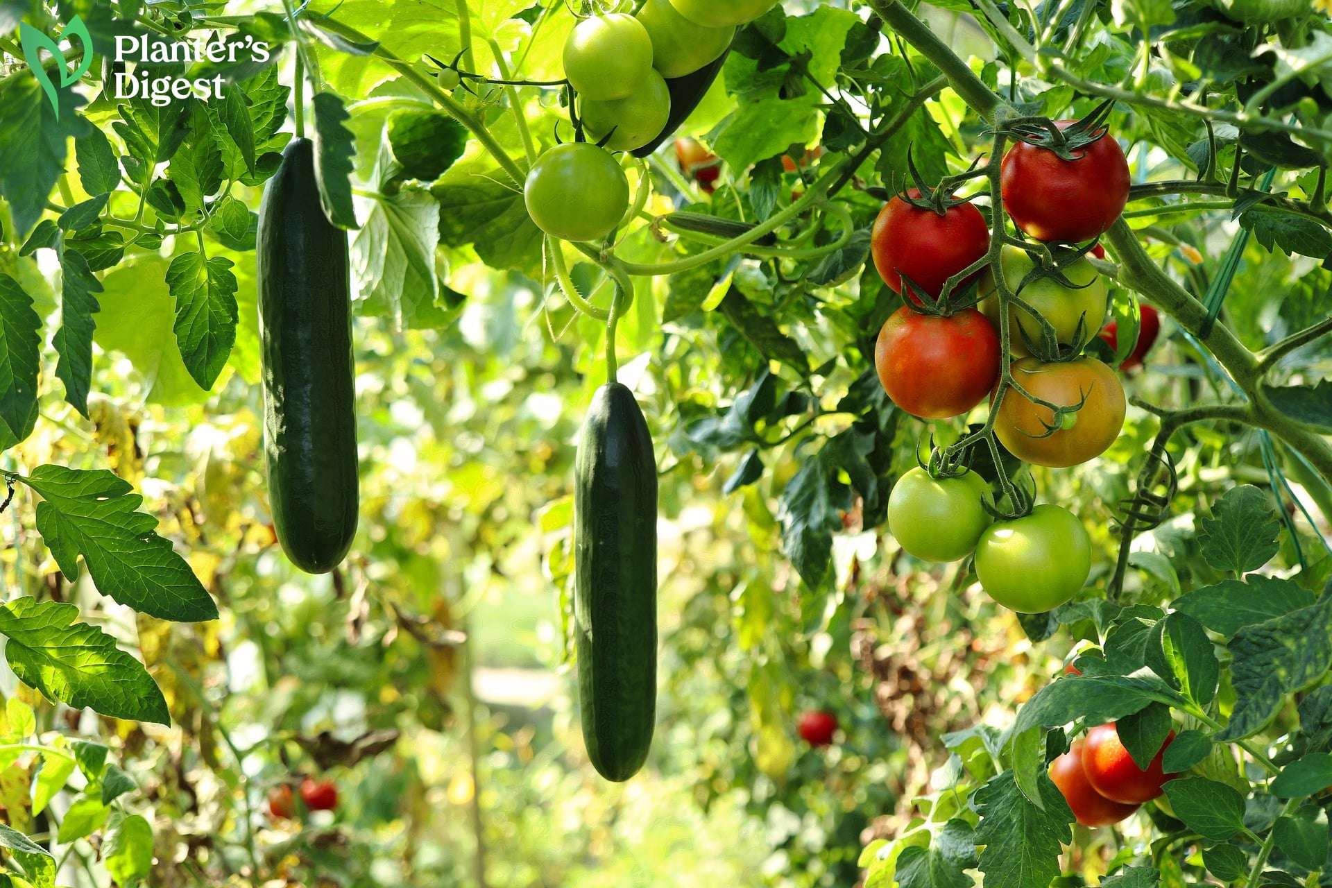 Tomato Plants Growing So Tall