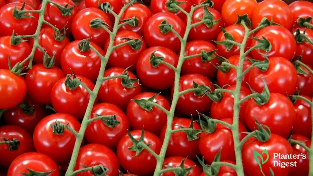 Types of Small Tomatoes