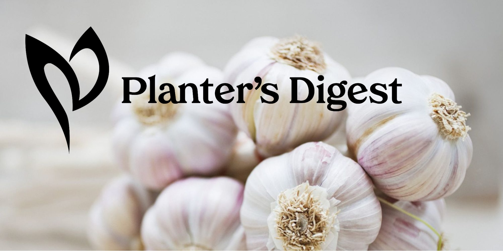 Watering Garlic
