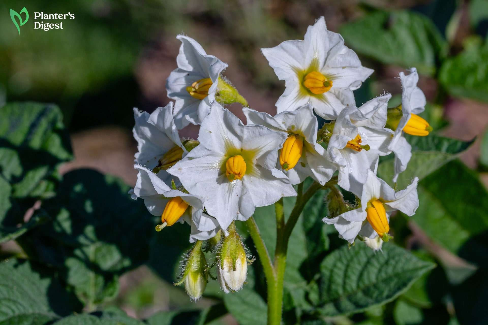 Why Is Potato Plant Flowering