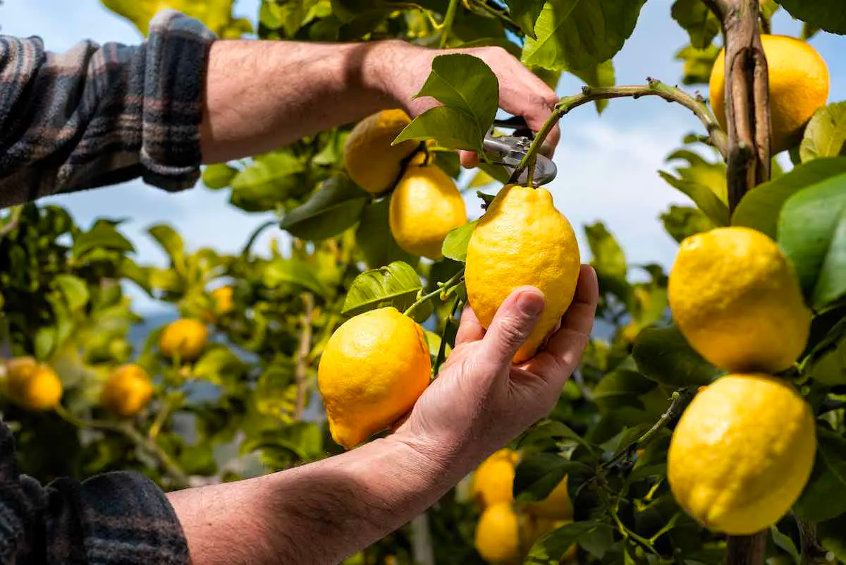 All You Need to Know About the Lemon Tree Growth Stages