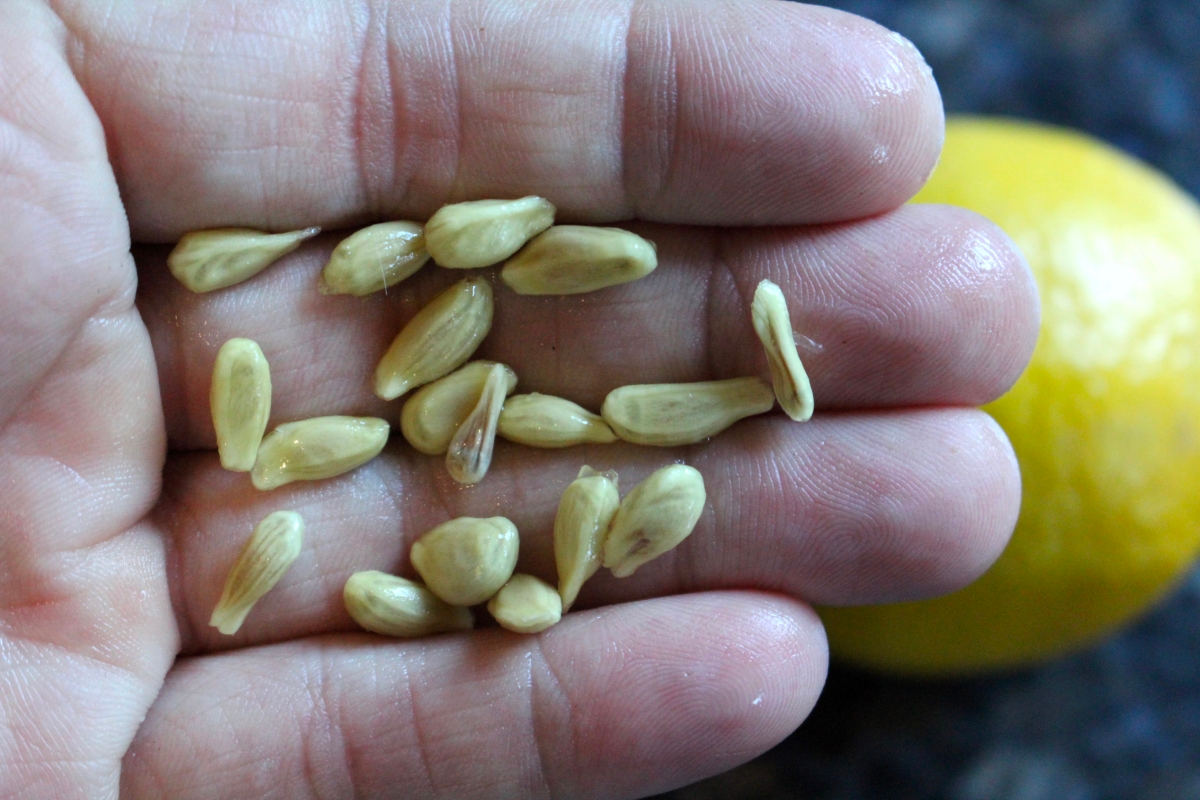 All You Need to Know About the Lemon Tree Growth Stages