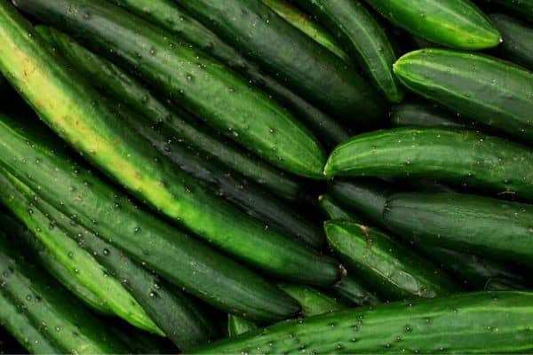 Why are they called burpless cucumbers