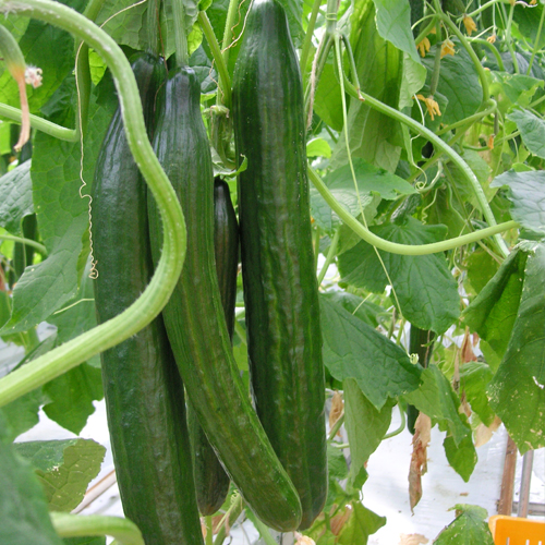 Burpless Tasty Green