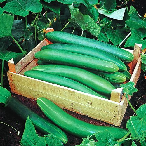 Garden Sweet Burpless