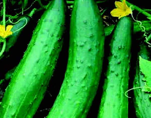 Garden Sweet Burpless